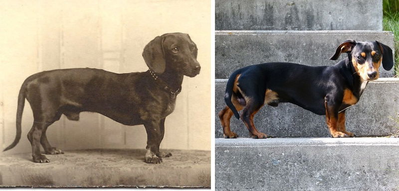 Dachshund