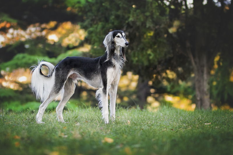 Saluki_