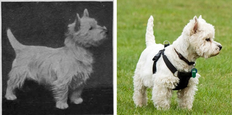 West_Highland_Terrier_