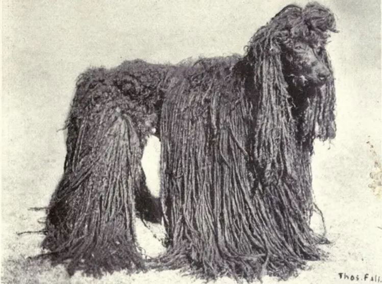 Poodles_1