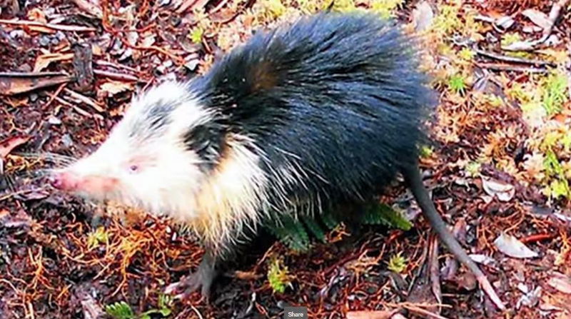 Number_10__The_Cuban_Solenodon