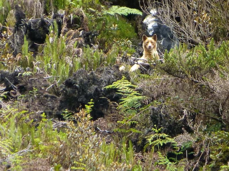 Number_6_._The_New_Guinea_Wild____Singing____Dog