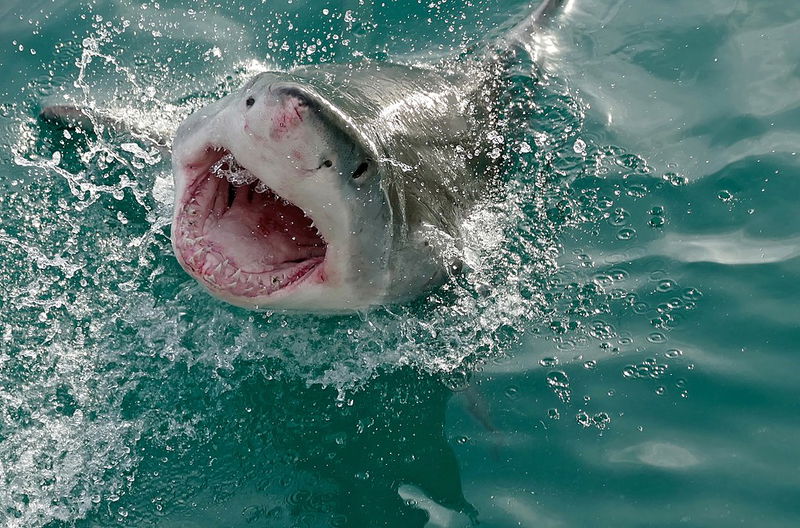 Great_White_Shark