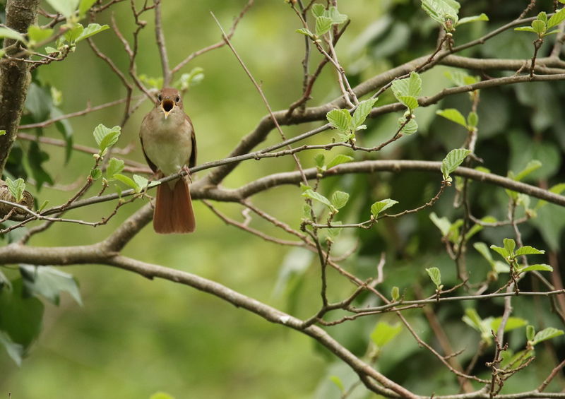 Nightingales_Sing_Louder_Than_Chainsaws_