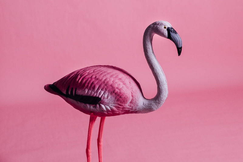 There_are_More_Fake_Flamingos_in_the_World_Than_Real_Ones_