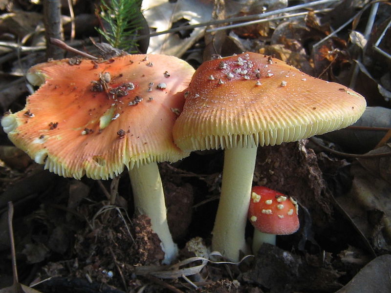 1200px-Amanita_parcivolvata__Peck__E.-J._Gilbert_242331