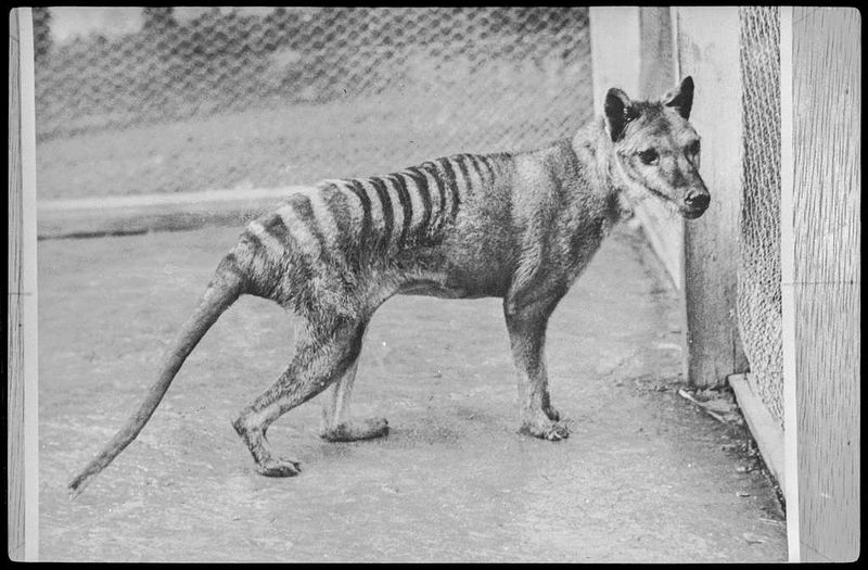 thylacine-at-beaumaris-zoo