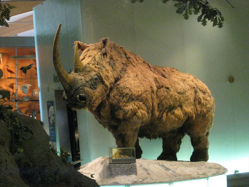 Woolly_Rhino