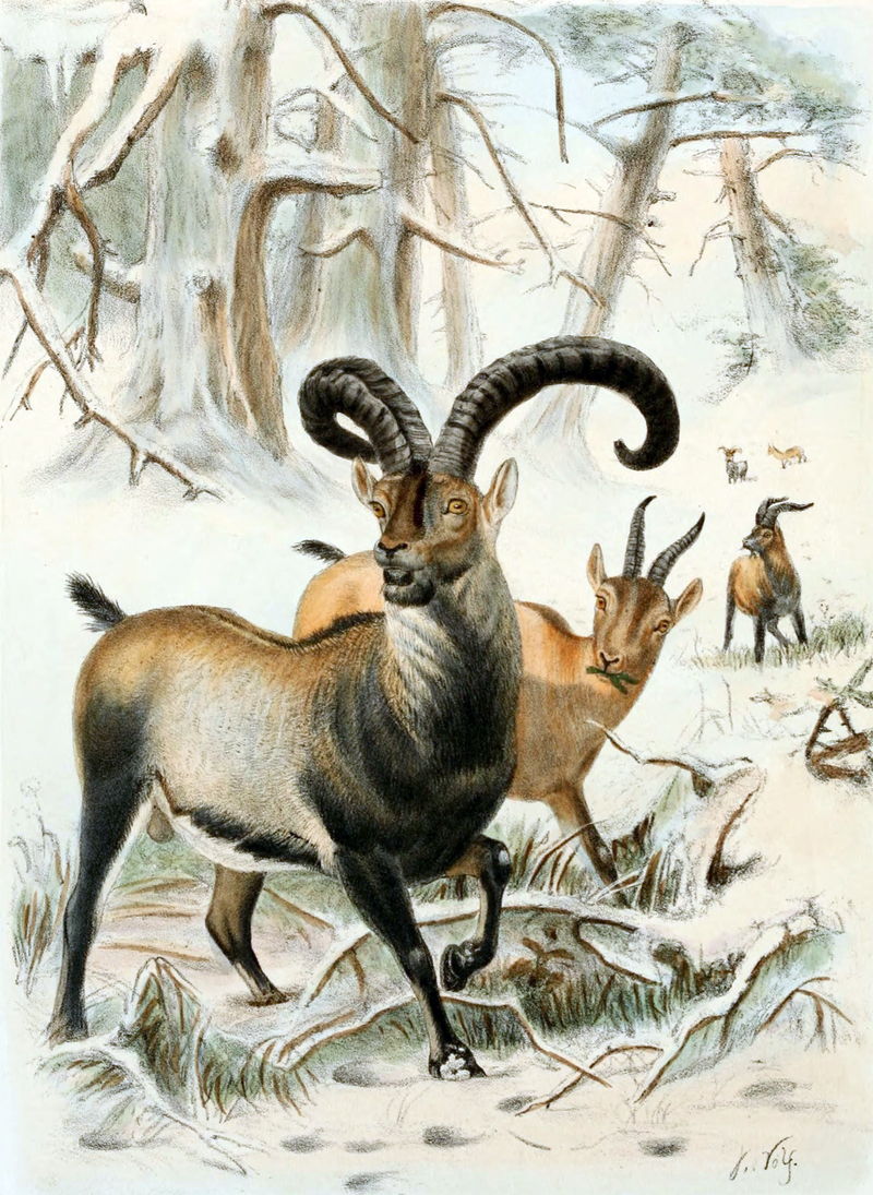 Pyrenean_Ibex