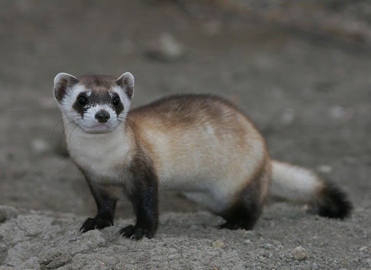 Mustela_nigripes_2