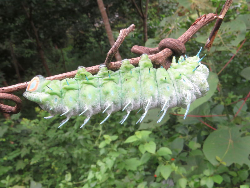 2560px-Attacus_atlas_-_Atlas_moth_caterpillar_at_Mayyil_29