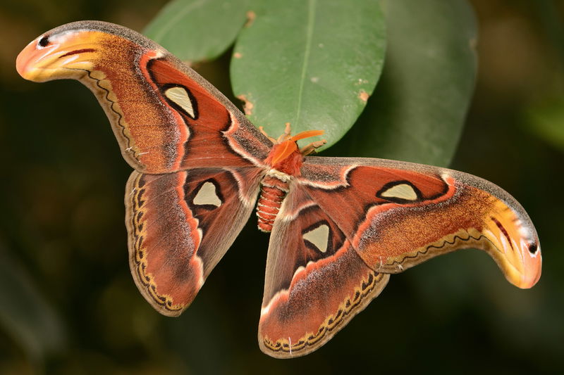 2560px-Attacus_atlas_29