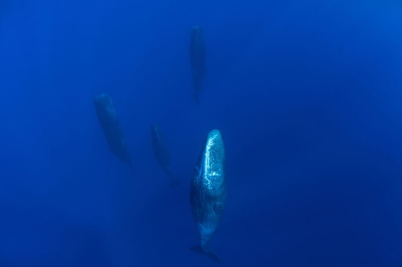 Sperm_Whales_Sleep_Vertically_