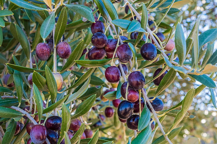 olive_in_tree