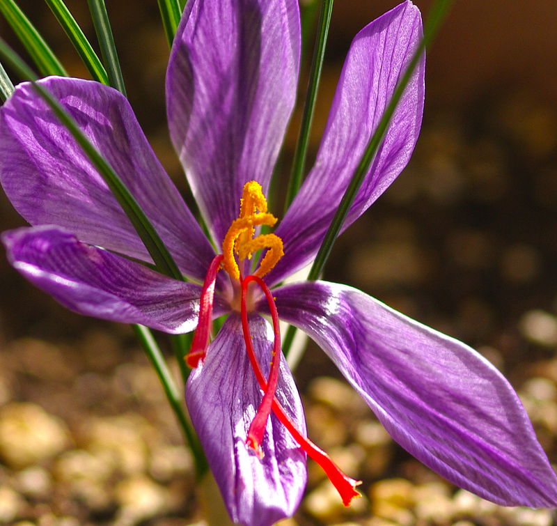 Crocus_sativus_-_Saffron_crocus_-_Safran_02