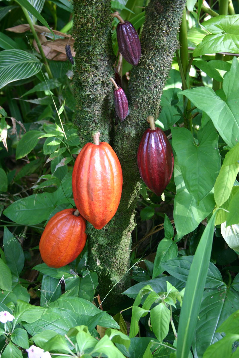 Cocoa_Pods