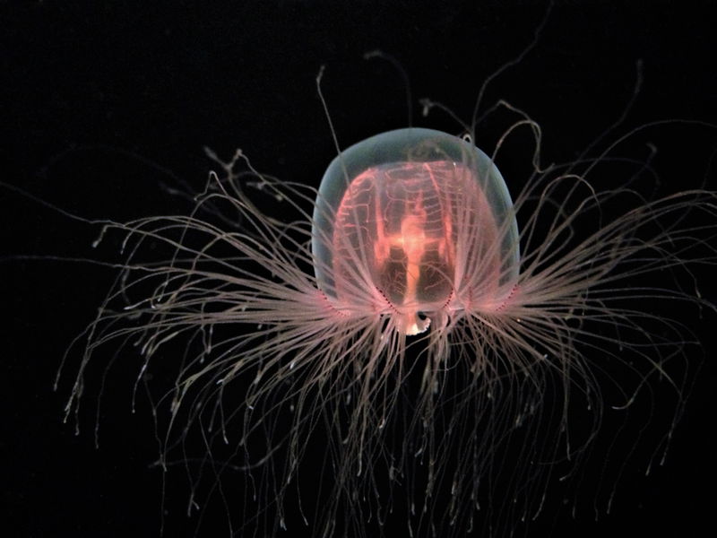 4._Immortal_Jellyfish