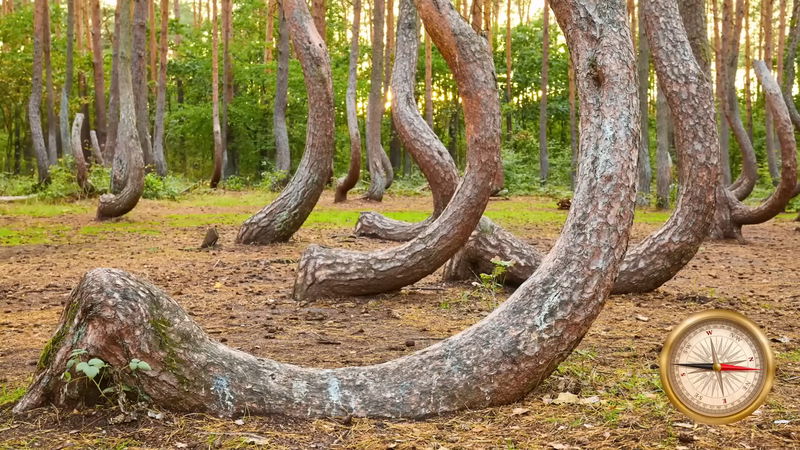 crooked_forest