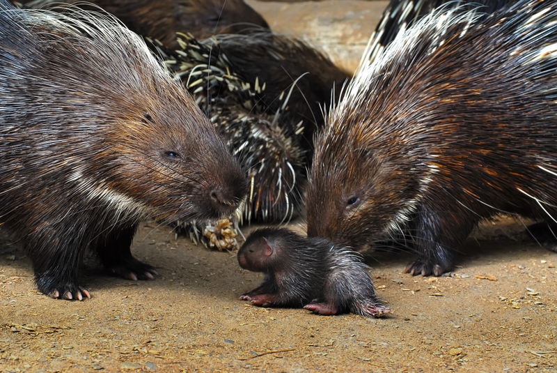 Porcupine baby young porcupette