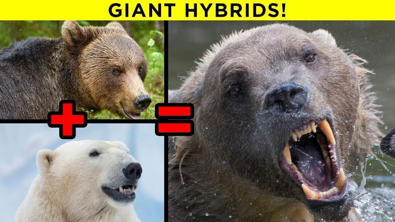 Scariest Hybrid Animals That Actually Exist