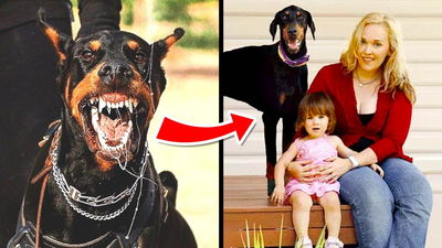 This Family Adopted A DOBERMAN But After 5 Days They Heard A SCREAM