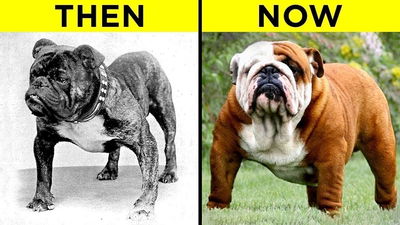 100 Years of Breeding Changed These Popular Dog Breeds