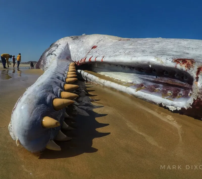 dead sperm whale