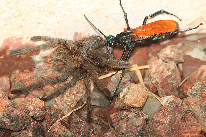 Tarantula hawk wasp killing tarantula