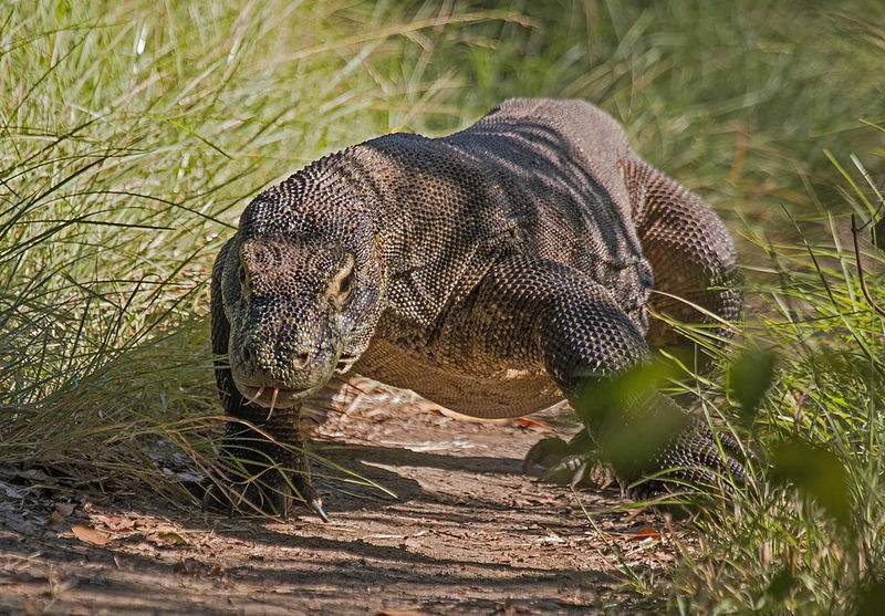 komodo dragon