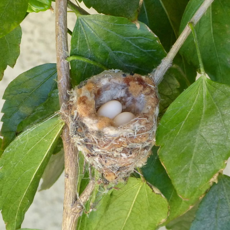 Allen's Hummingbird Nest