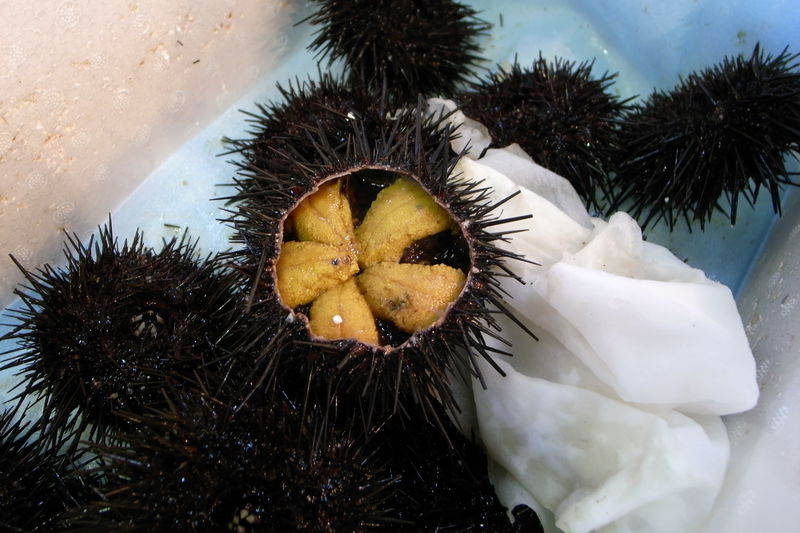 Fresh Sea Urchin