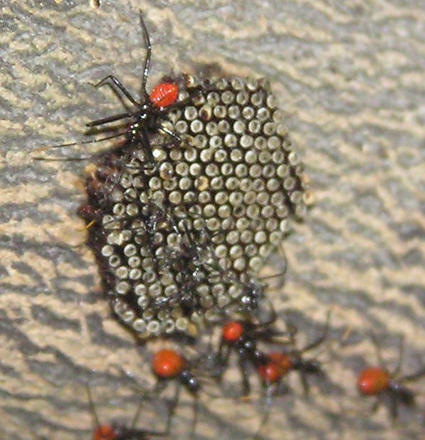 Wheel bug nymph