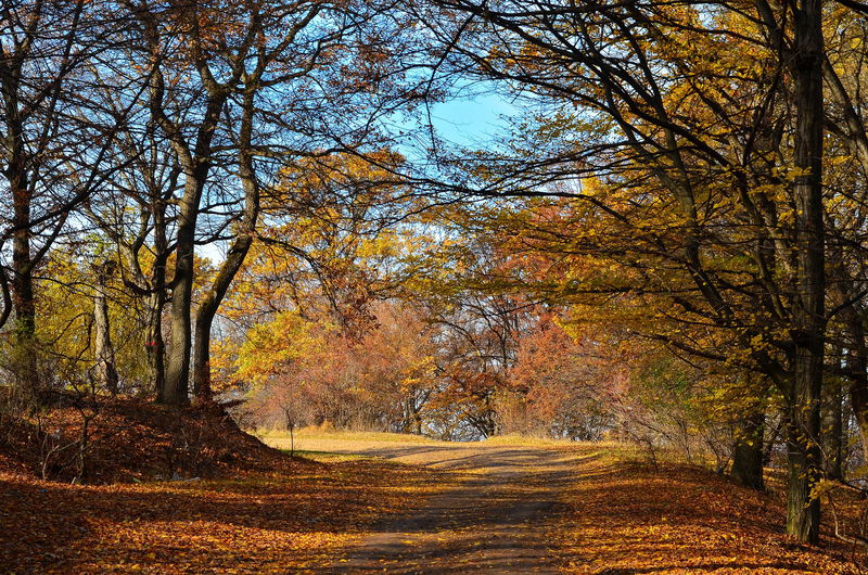 Hoia toamna-Hoia Forest autumn