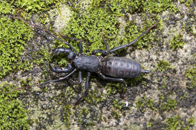 Typopeltis crucifer