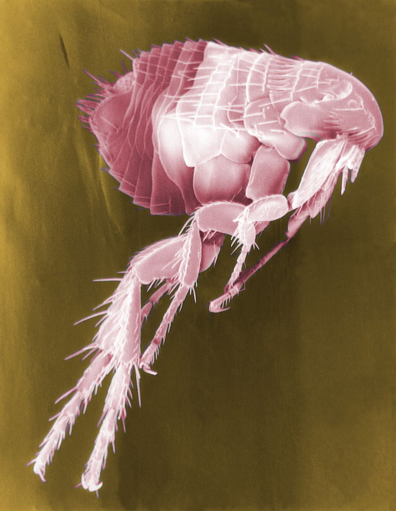 Scanned Jigger fleas