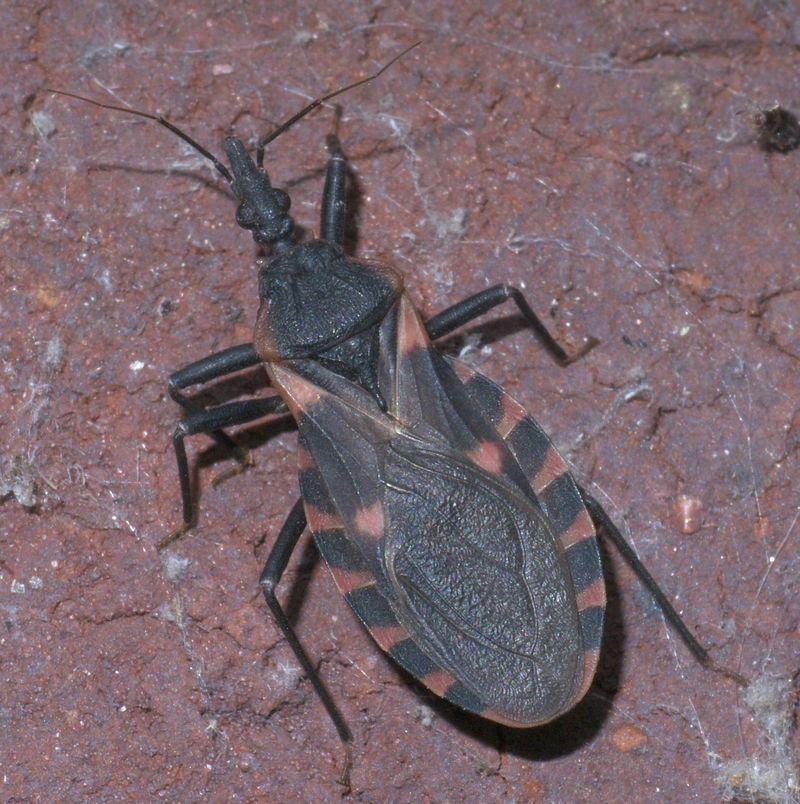 Triatoma sanguisuga