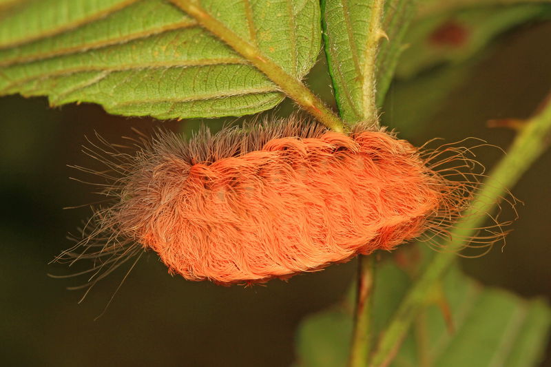 Southern Flannel Moth caterpillar