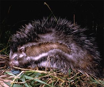 Lophiomys imhausi