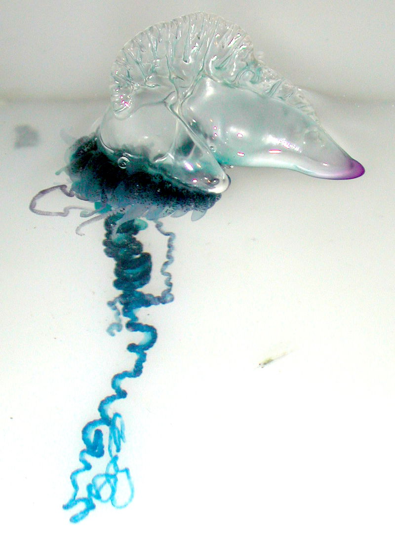 Portuguese Man-O-War