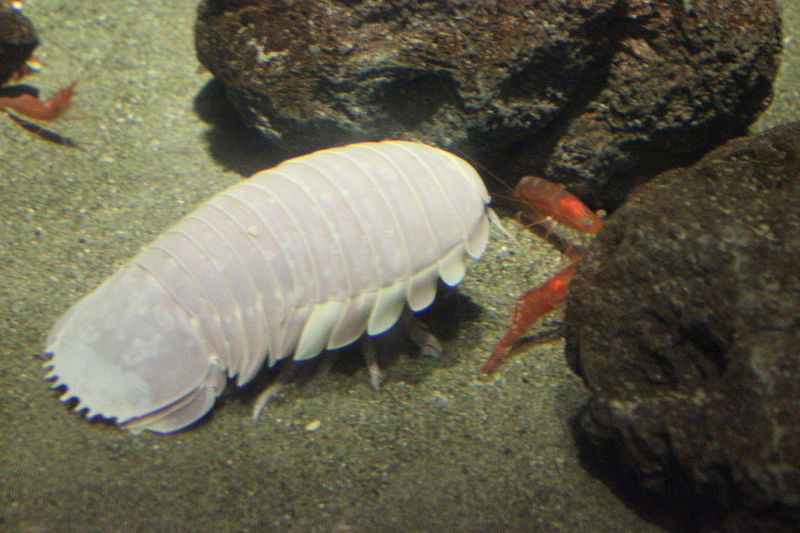 giant isopod Bathynomus giganteus