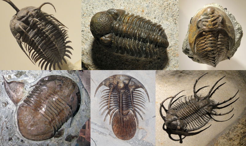 Trilobita Diversity