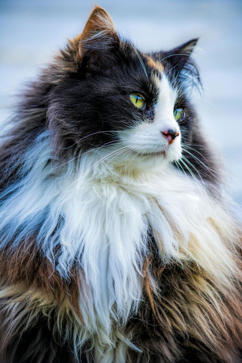 Norwegian Forest Cat