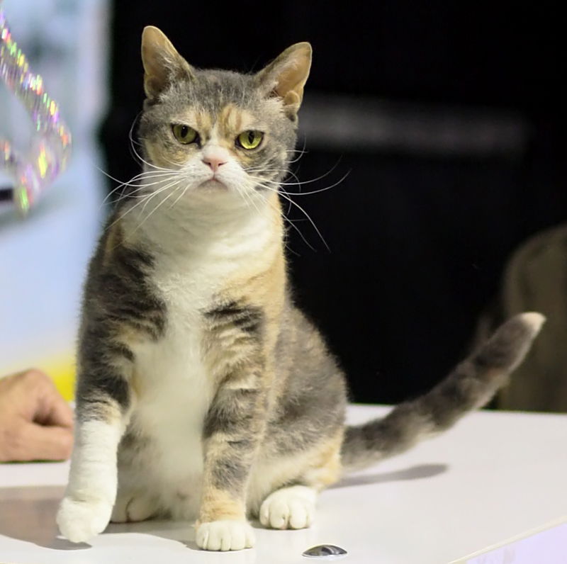 American Wirehair cat