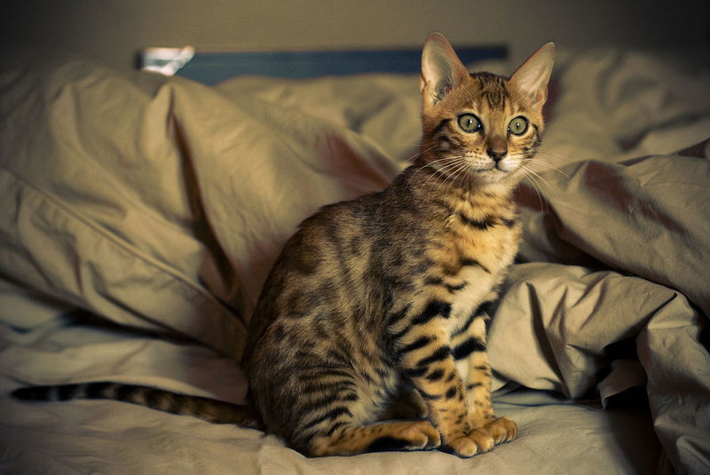 Bengal cat