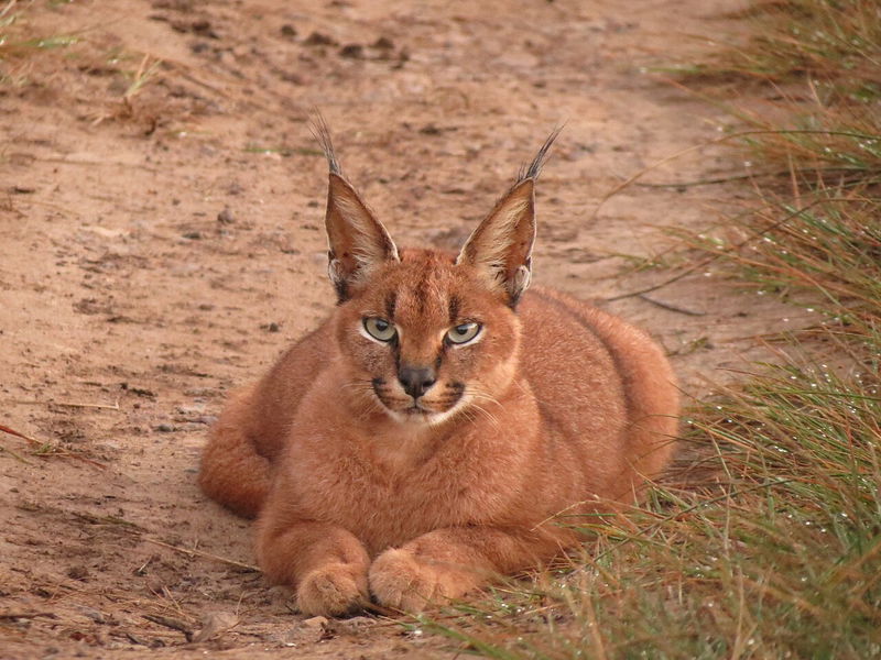 Caracal cat